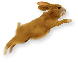 iCash-rabbit