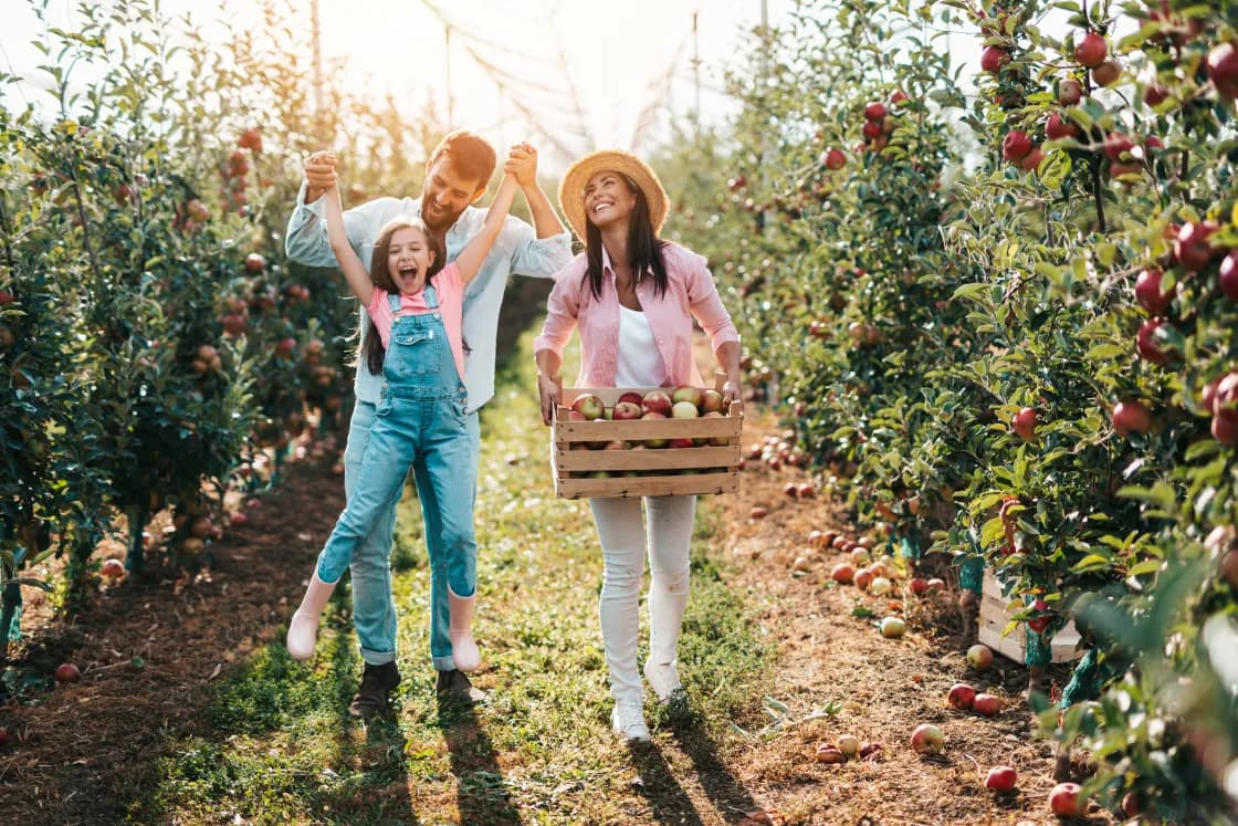 Happy family enjoying together while picking apples in orchard Happy family enjoying together while picking apples in orchard